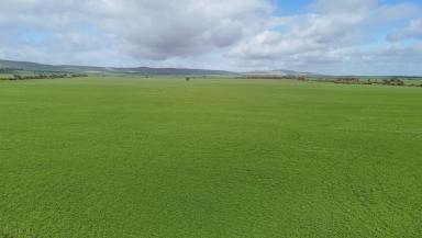 Cropping For Sale - SA - Mundoora - 5555 - Quality Cropping Property  (Image 2)