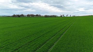 Cropping For Sale - SA - Gladstone - 5473 - Quality Mid North Cropping Land (Image 2)
