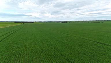 Cropping For Sale - SA - Gladstone - 5473 - Quality Mid North Cropping Land (Image 2)