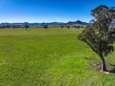 Residential Block For Sale - NSW - Rylstone - 2849 - Productive Grazing Country with Dwelling Entitlement – Prime Rylstone Opportunity (Image 2)