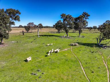 Residential Block For Sale - NSW - Rylstone - 2849 - Quality Rylstone Grazing Holding (Image 2)