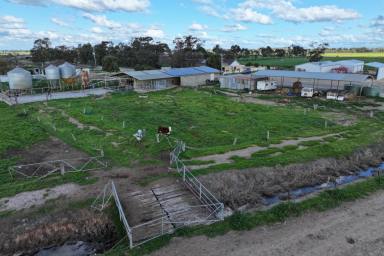 Dairy For Sale - VIC - Bamawm - 3561 - DROUGHT RESILIENT DAIRY  (Image 2)