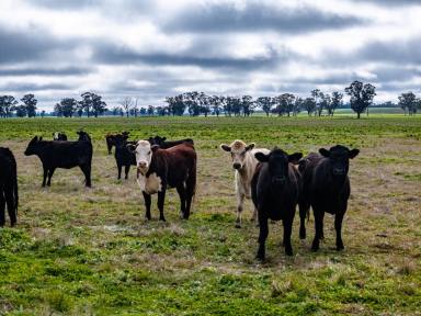 Other (Rural) Auction - NSW - Tubbul - 2594 - 'West Ardnaree' - Approx. 1,207 Acre Productive Grazing Country (Image 2)