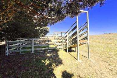 Other (Rural) For Sale - NSW - Windellama - 2580 - Quaint Country Homestead on 35 Pristine Acres With A Beautiful Running Creek  (Image 2)