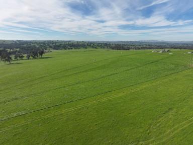 Mixed Farming Tender - NSW - Coolac - 2727 - Blue Ribbon Grazing Country  (Image 2)