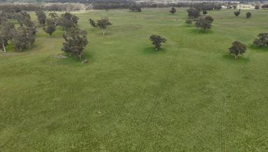 Cropping For Sale - SA - Bangham - 5268 - 2123 Bangham Road  (Image 2)