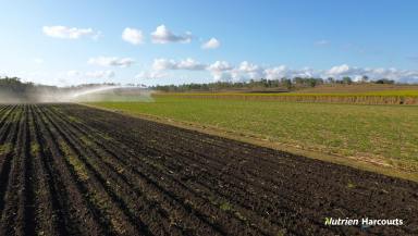 Horticulture For Sale - QLD - McIlwraith - 4671 - Productive Irrigated Cane Farm | 95.62 ha | 200 ML Water Allocation  (Image 2)