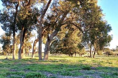 House For Sale - WA - Mogumber - 6506 - UNIQUE  LOCATION - 206 acres of soft rolling hills.  (Image 2)