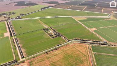 Other (Rural) For Sale - NSW - Myall Park - 2681 - " THORNWYRAN" - BROAD ACRE & IRRIGATION PROPERTY  (Image 2)