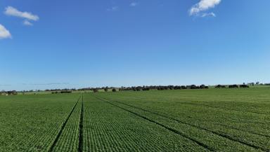Cropping For Sale - SA - Huddleston - 5523 - Productive Cropping Land  (Image 2)