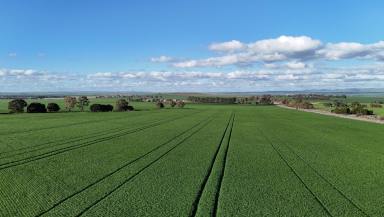 Cropping For Sale - SA - Huddleston - 5523 - Productive Cropping Land  (Image 2)