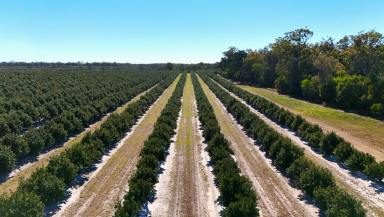 Horticulture For Sale - QLD - Mullett Creek - 4670 - ESTABLISHED MACADAMIA ORCHARD  (Image 2)