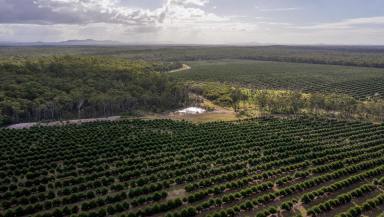 Horticulture For Sale - QLD - Mullett Creek - 4670 - ESTABLISHED MACADAMIA ORCHARD  (Image 2)