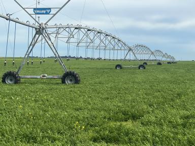 Mixed Farming For Sale - SA - Wellington - 5259 - IRRIGATION & LIVESTOCK PROPERTY OF SCALE SITUATED ON THE RENOWNED LAKE'S DISTRICT OF SOUTH AUSTRALIA  (Image 2)