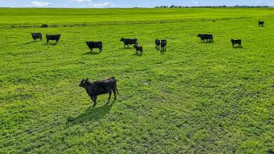 Mixed Farming For Sale - SA - Wellington - 5259 - IRRIGATION & LIVESTOCK PROPERTY OF SCALE SITUATED ON THE RENOWNED LAKE'S DISTRICT OF SOUTH AUSTRALIA  (Image 2)