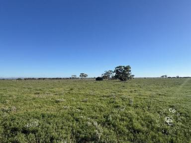 Livestock For Sale - SA - Sandleton - 5356 - Room to Roam, Space to Grow  (Image 2)