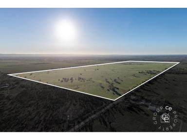 Livestock For Sale - SA - Sandleton - 5356 - Room to Roam, Space to Grow  (Image 2)