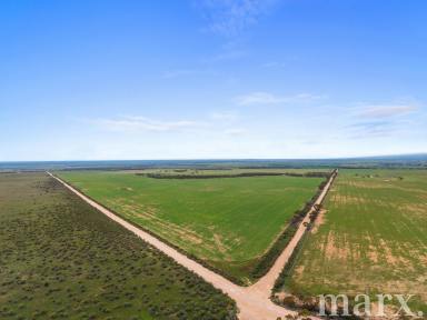 Cropping For Sale - SA - Steinfeld - 5356 - Substantial Rural Holding of productive farming land (Image 2)