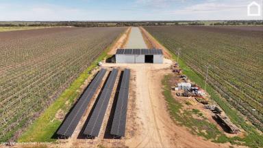 Horticulture For Sale - NSW - Hanwood - 2680 - Quality Improvements, drip irrigation infrastructure and fertile soils. (Image 2)