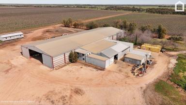 Horticulture For Sale - NSW - Hanwood - 2680 - Quality Improvements, drip irrigation infrastructure and fertile soils. (Image 2)