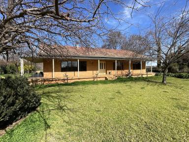 Horticulture For Sale - NSW - Hanwood - 2680 - Quality Improvements,  drip irrigation infrastructure and fertile soils.  (Image 2)