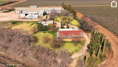 Horticulture For Sale - NSW - Hanwood - 2680 - Quality Improvements, drip irrigation infrastructure and fertile soils. (Image 2)