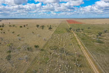 Mixed Farming Auction - NSW - Cumborah - 2832 - 'AITKEN' - LARGE-SCALE WESTERN GRAZING HOLDING  (Image 2)