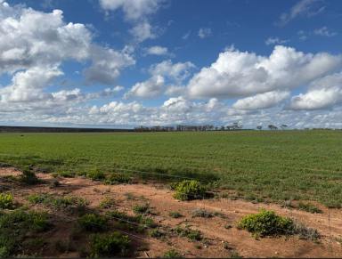 Residential Block For Sale - SA - Sandleton - 5356 - Off-Grid sanctuary on 151 hectares (373 Ac) across 2 Titles. Peace, nature and views. (Image 2)