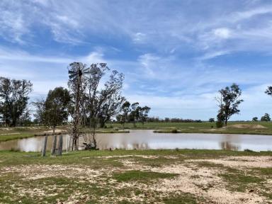 Mixed Farming For Sale - NSW - Gilgandra - 2827 - 1,350 ACRES | 650 ACRES ARABLE | 24" RAINFALL | MIXED FARMING | GRAZING (Image 2)