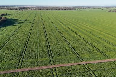 Cropping For Sale - NSW - Caragabal - 2810 - Large Scale Optimised Cropping Platform - 3,672 hectares (9,074 acres)  (Image 2)