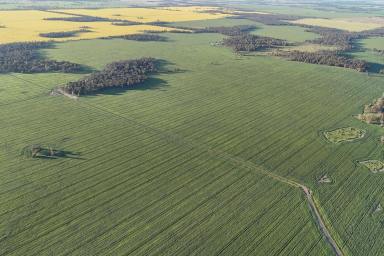 Cropping For Sale - NSW - Caragabal - 2810 - Large Scale Optimised Cropping Platform - 3,672 hectares (9,074 acres)  (Image 2)