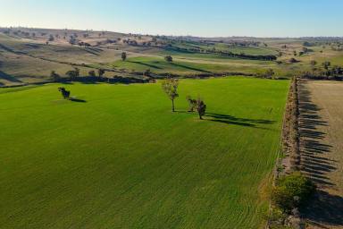 Mixed Farming For Sale - NSW - Wagga Wagga - 2650 - Scale, Versatility & Productive Capability in the Eastern Riverina  (Image 2)