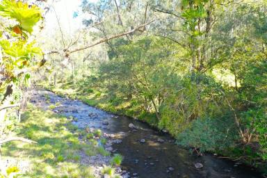 Livestock For Sale - NSW - Kyogle - 2474 - COLLINS CREEK FRONTAGE (Image 2)