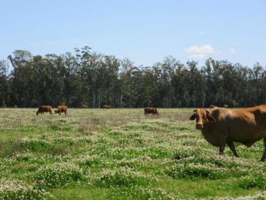 Lifestyle For Sale - NSW - Gibberagee - 2469 - Productive Acreage ,Outstanding Water Security, Well Established Timber  (Image 2)
