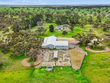 Mixed Farming For Sale - SA - Tintinara - 5266 - Outstanding Lucerne Pastures + Huge new shed + All the hard work done  (Image 2)