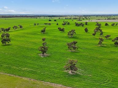 Mixed Farming For Sale - SA - Tintinara - 5266 - Outstanding Lucerne Pastures + Huge new shed + All the hard work done  (Image 2)