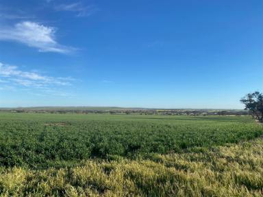 Mixed Farming For Sale - WA - Dangin - 6383 - Lake Yenyenninning Farm  (Image 2)