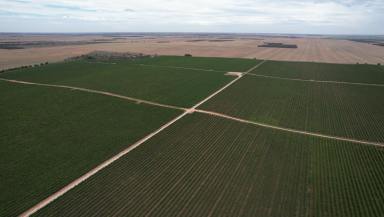Horticulture For Sale - SA - New Residence - 5333 - RIVERFRONT HORTICULTURAL REDEVELOPMENT OPPORTUNITY (Image 2)