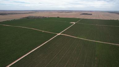 Horticulture For Sale - SA - New Residence - 5333 - RIVERFRONT HORTICULTURAL REDEVELOPMENT OPPORTUNITY  (Image 2)