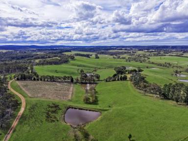 Lifestyle For Sale - NSW - Brayton - 2579 - River Frontage, Rural Freedom & 123 Acres to Call Your Own (Image 2)