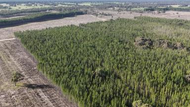 Other (Rural) For Sale - SA - Bangham - 5268 - 650 Acres | Established Pine | Future Grazing Potential  (Image 2)