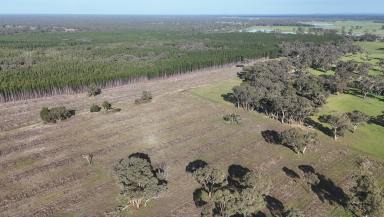 Other (Rural) For Sale - SA - Bangham - 5268 - 650 Acres | Established Pine | Future Grazing Potential  (Image 2)