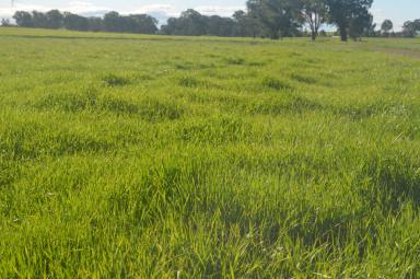 Mixed Farming For Sale - NSW - Forest Hill - 2651 - EDGE OF CITY RURAL LANDHOLDING PURCHASE & LEASE OPPORTUNITY  (Image 2)
