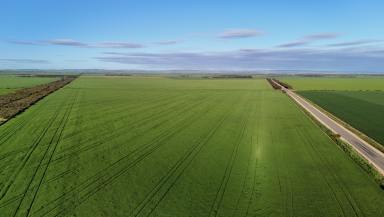 Cropping For Sale - SA - Condowie - 5464 - 'Condowie'  (Image 2)
