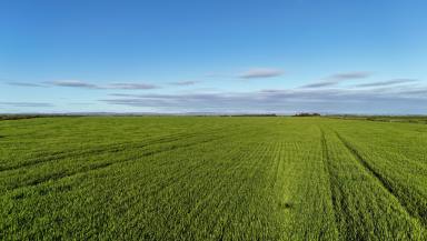 Cropping For Sale - SA - Condowie - 5464 - 'Condowie'  (Image 2)