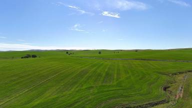 Mixed Farming For Sale - SA - Spalding - 5454 - Quality Hills Cropping Land  (Image 2)