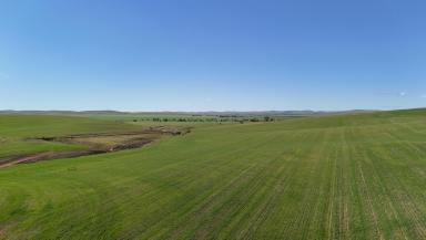 Mixed Farming For Sale - SA - Spalding - 5454 - Quality Hills Cropping Land  (Image 2)