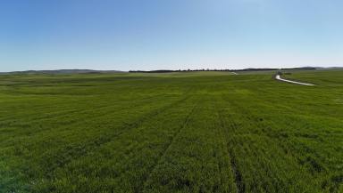Mixed Farming For Sale - SA - Spalding - 5454 - Quality Hills Cropping Land (Image 2)