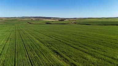 Mixed Farming For Sale - SA - Spalding - 5454 - Quality Hills Cropping Land (Image 2)
