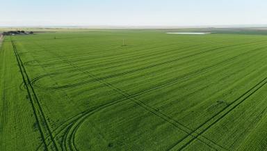 Cropping For Sale - SA - Burnsfield - 5520 - Productive Cropping Property with Excellent Accessibility  (Image 2)